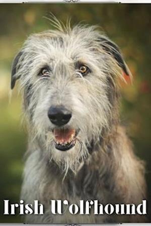 Irish Wolfhound: Dog breed overview and guide