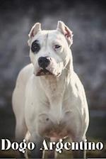 Dogo Argentino: Dog breed overview and guide 