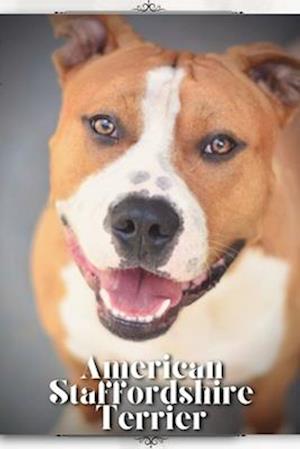 American Staffordshire Terrier: Dog breed overview and guide