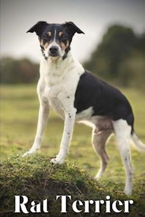 Rat Terrier: Dog breed overview and guide