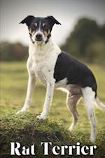 Rat Terrier: Dog breed overview and guide 