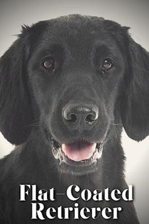 Flat-Coated Retriever: Dog breed overview and guide