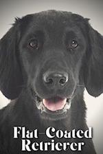 Flat-Coated Retriever: Dog breed overview and guide 