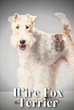 Wire Fox Terrier: Dog breed overview and guide 