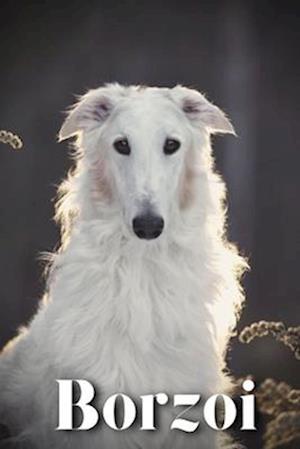 Borzoi: Dog breed overview and guide