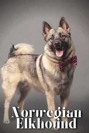 Norwegian Elkhound: Dog breed overview and guide