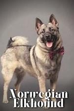 Norwegian Elkhound: Dog breed overview and guide 