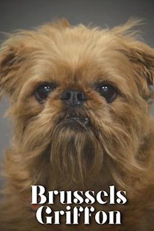 Brussels Griffon: Dog breed overview and guide