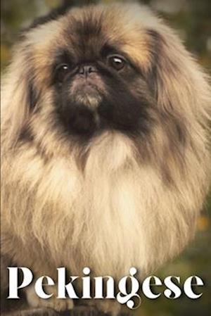 Pekingese: Dog breed overview and guide