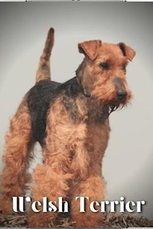 Welsh Terrier: Dog breed overview and guide