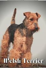 Welsh Terrier: Dog breed overview and guide 