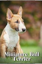 Miniature Bull Terrier: Dog breed overview and guide 