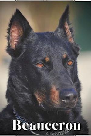 Beauceron: Dog breed overview and guide