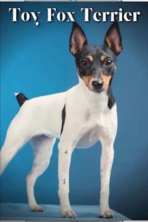 Toy Fox Terrier: Dog breed overview and guide