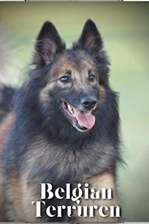 Belgian Tervuren: Dog breed overview and guide