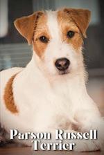 Parson Russell Terrier: Dog breed overview and guide 