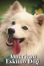 American Eskimo Dog: Dog breed overview and guide 