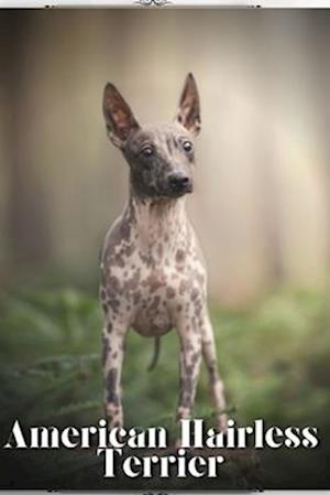 American Hairless Terrier: Dog breed overview and guide