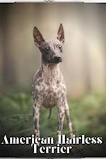 American Hairless Terrier: Dog breed overview and guide 