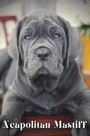 Neapolitan Mastiff: Dog breed overview and guide