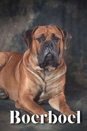 Boerboel: Dog breed overview and guide