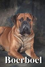 Boerboel: Dog breed overview and guide 