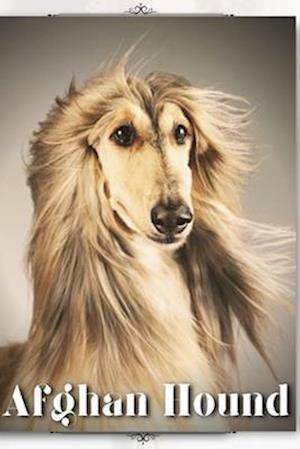 Afghan Hound: Dog breed overview and guide