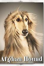 Afghan Hound: Dog breed overview and guide 