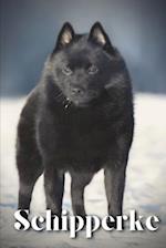 Schipperke: Dog breed overview and guide 