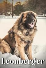 Leonberger: Dog breed overview and guide 