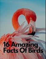 16 Amazing Facts Of Birds 