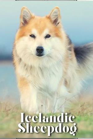 Icelandic Sheepdog: Dog breed overview and guide