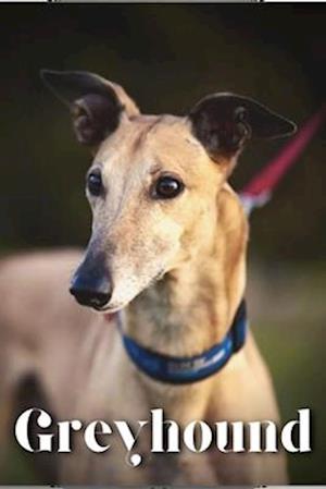 Greyhound: Dog breed overview and guide