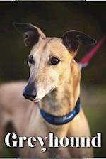 Greyhound: Dog breed overview and guide 