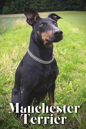 Manchester Terrier: Dog breed overview and guide