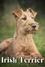 Irish Terrier: Dog breed overview and guide 