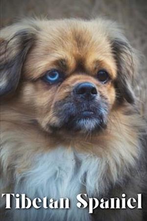 Tibetan Spaniel: Dog breed overview and guide