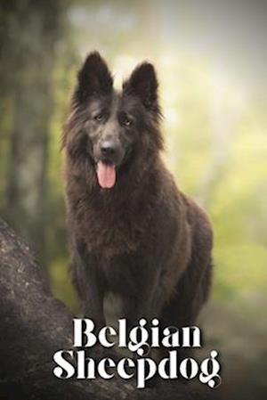 Belgian Sheepdog: Dog breed overview and guide