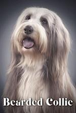 Bearded Collie: Dog breed overview and guide 