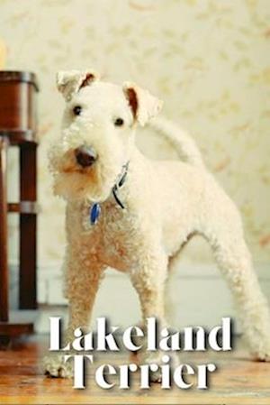 Lakeland Terrier: Dog breed overview and guide