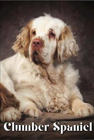 Clumber Spaniel: Dog breed overview and guide