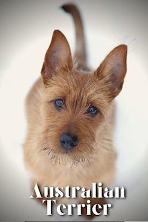 Australian Terrier: Dog breed overview and guide