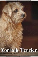 Norfolk Terrier: Dog breed overview and guide 