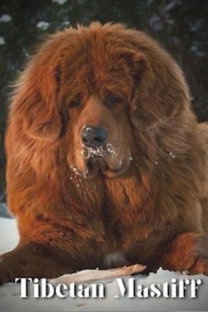 Tibetan Mastiff: Dog breed overview and guide