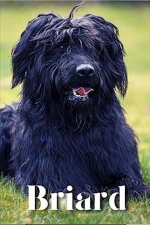 Briard: Dog breed overview and guide