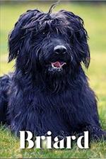 Briard: Dog breed overview and guide 