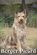 Berger Picard: Dog breed overview and guide 