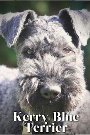 Kerry Blue Terrier: Dog breed overview and guide