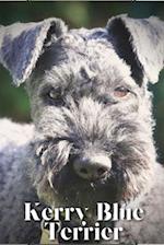 Kerry Blue Terrier: Dog breed overview and guide 