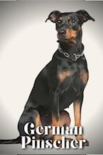 German Pinscher: Dog breed overview and guide 